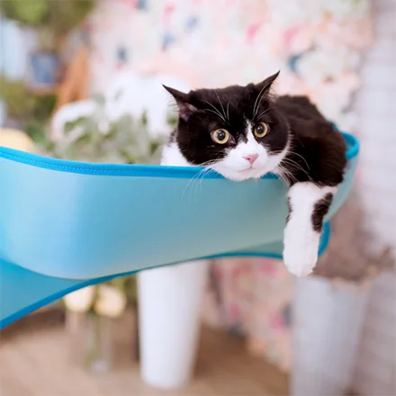 Pet Furniture